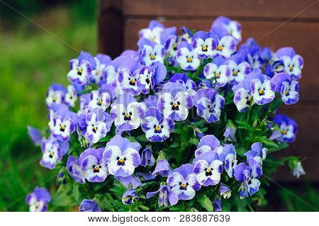 Blooming Pansies Or Voila Flowers In Summer