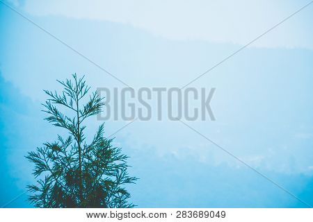 Hillside Douglas Fir Tree (pseudotsuga Menziesii) And Distant Mountains In Background, Winter Landsc