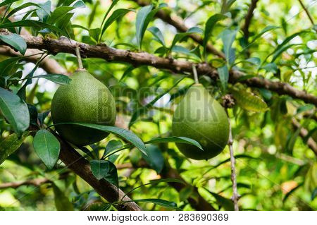Calabash Tree Crescentia Cujete With Green Fruits