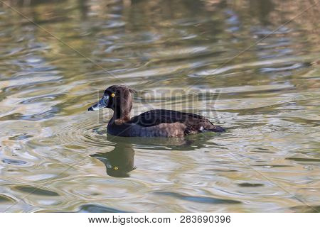 Close View Natural Female Tufted Duck (aythya Fuligula) Swimming On Water Surface