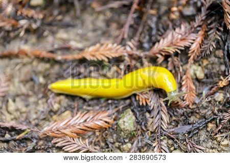 California Banana Slug (ariolimax Californicus) Crawling. Big Basin Redwoods State Park, Santa Cruz 