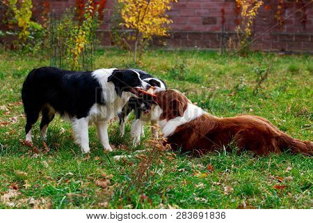 Three Dogs Of Breed Border Collie Playing In Frisby On The Garden