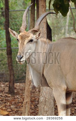 Eland