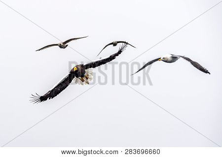 The Predatory Stellers Sea-eagle