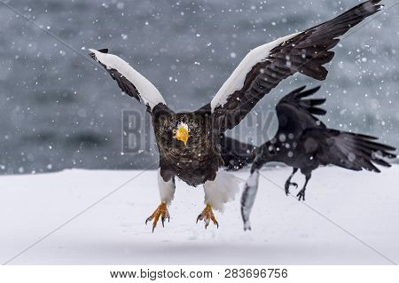 The Predatory Stellers Sea-eagle