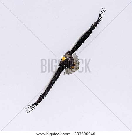 The Predatory Stellers Sea-eagle