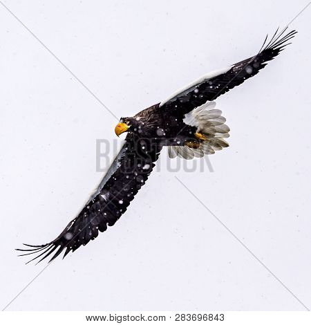 The Predatory Stellers Sea-eagle