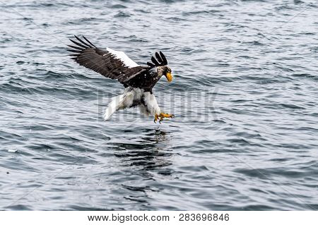 The Predatory Stellers Sea-eagle