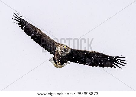 The Predatory White-talied Sea Eagle