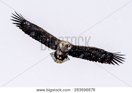 The Predatory White-talied Sea Eagle
