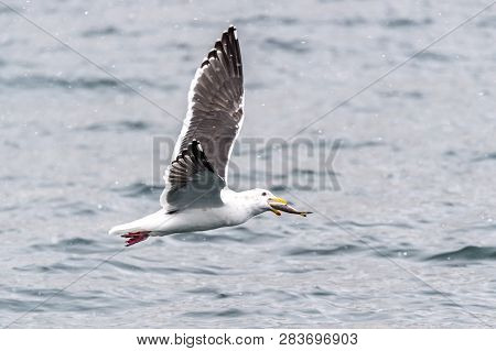 The Predatory Seagulls