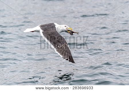 The Predatory Seagulls