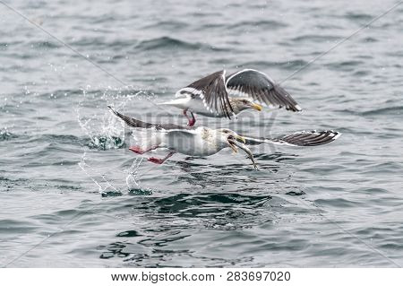 The Predatory Seagulls