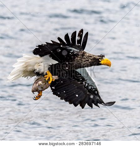 The Predatory Stellers Sea-eagle