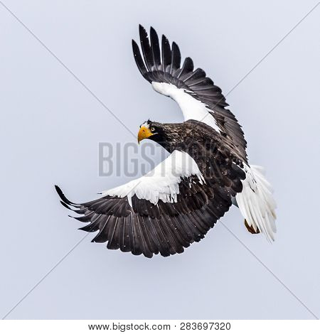 The Predatory Stellers Sea-eagle
