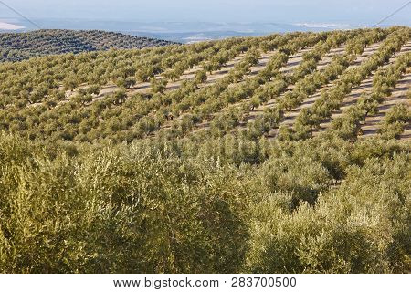 Olive Tree Fields In Andalusia. Spanish Agricultural Harvest Landscape. Jaen