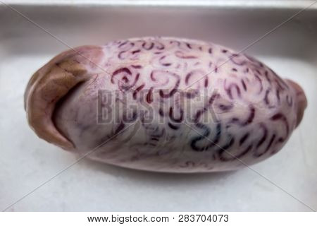 One Bovine Testis On A White Plastic Tray. The Outer Surface Of Shell Bull Testicles.