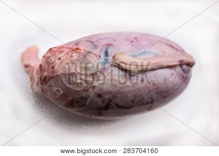 One Bovine Testis Isolated On A White Background. The Outer Surface Of Shell Bull Testicles.