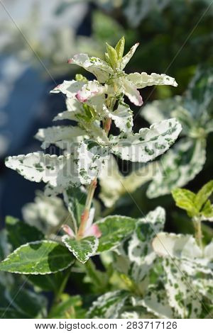 Wintercreeper Harlequin - Latin Name - Euonymus Fortunei Harlequin
