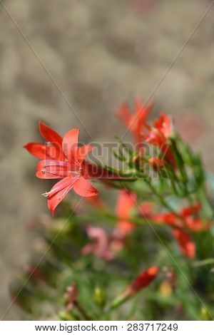 Standing Cypress - Latin Name - Ipomopsis Rubra