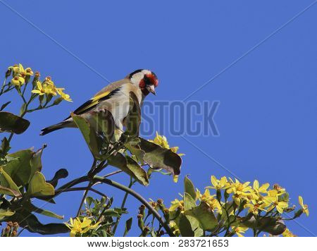 Goldfinch In Freedom, Perched In A Bush And With A Clear Blue Sky. I Could Take This Shot