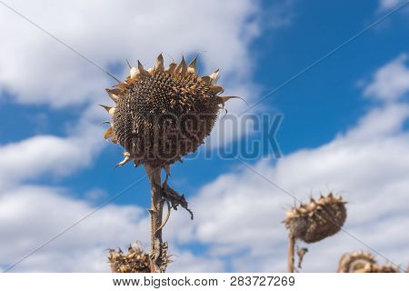 Beautiful Ripe Sunflower Against Blue Cloudy Sky At Fall Season