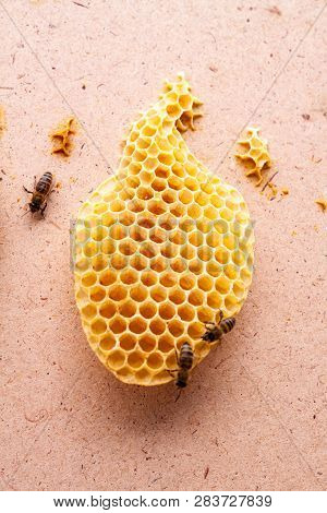 Uterus Bees On Real Honeycombs Made By Bees