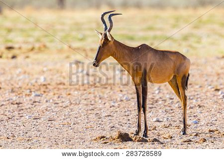 Side View Natural Red Hartebeest (alcelaphus Buselaphus Caama) Standing