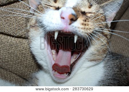 Yawning Domestic Cat Open Mouth With Teeth And Tongue