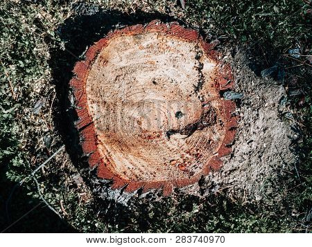 Tree Brwon Trunk With Sap Resin Drops