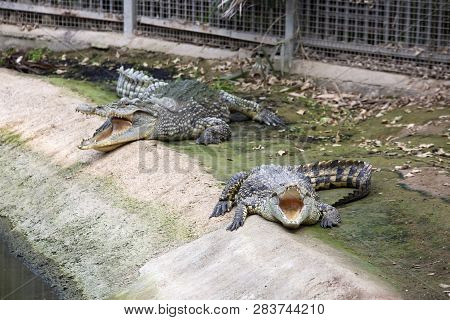Izmır Natural Life Park (dogal Yasam Park) Crocodile Animal  (izmir / Turkey)
