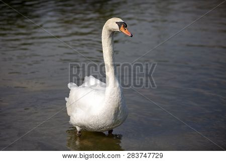 Izmir Natural Life Park (dogal Yasam Park) Swan Bird  (izmir / Turkey)