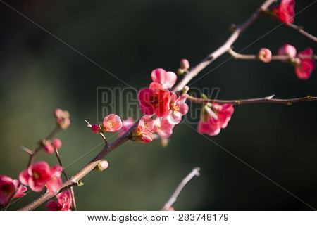 Spring Flowers Series, Red Flowers On The Branches Flowering Chaenomeles Speciosa (chinese Quince Fl