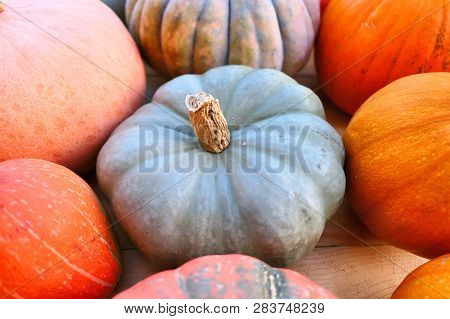 Pumpkins And Winter Squash Harvest In Sunset Light. Closeup Of Blue Pumpkin