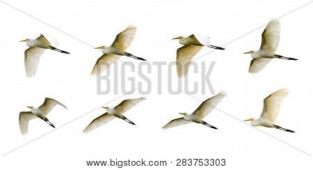 Group Of Eastern Cattle Egret (bubulcus Coromandus) Flying On Whitel Background. Bird, Wild Animals.