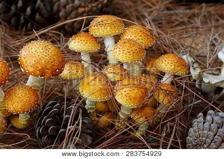Shaggy Pholiota Mushroom /shaggy Scalycap (pholiota Squarrosa)