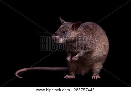 Gambian Pouched Rat, 3 Years Old, On Black