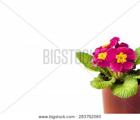 Pink Primula Flower In Flowerpot Isolated On White Background. Place For Text. Spring Concept