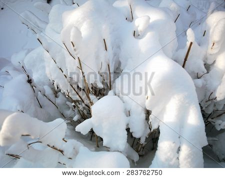 Shrubs After A Massive Snowfall, Winter Scene