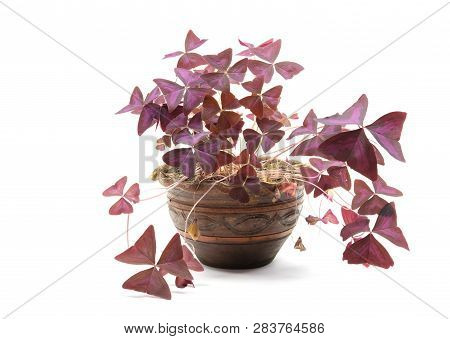 Purple Shamrock Xalis Triangularis In The Clay Pot, Isolated On White Background