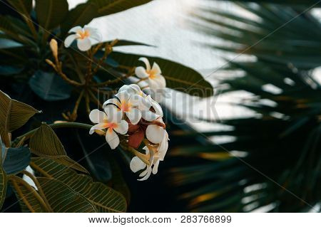 Frangipani Plant With White Flowers, Bluewaters Island, Dubai, Symbol Of Beauty And Serenity