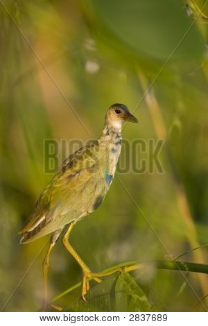 Una gallinella immaturi