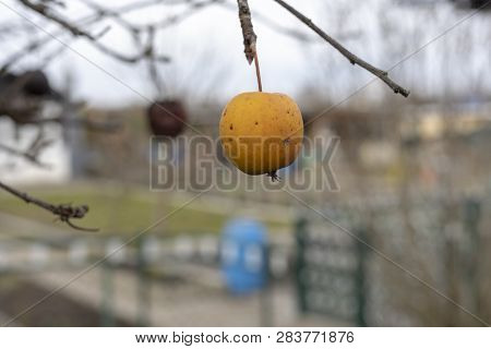 Plant Diseases. Monilinia Fructigena. Infected Apples Grow In The Tree Branch With Typical Signs Of 