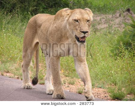 Afrika dişi aslan