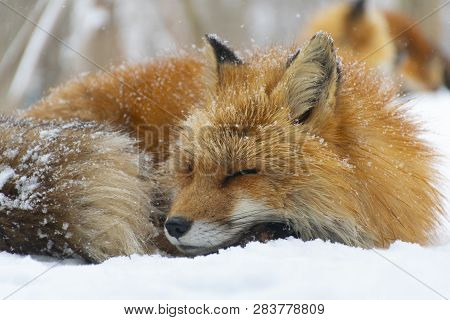 Portrait Of Fox During Snowing At Fox Village In Fukushima, Japan In Winter Time.