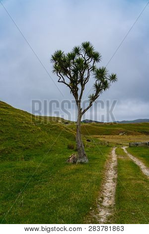 Lonely Tree On The Hill Of Cape Farewell, New Zealand Tree On The Track Of Cape Farewell