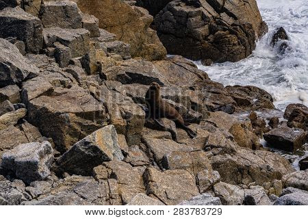 Amazing Coastline At Cape Foulwind Westport New Zealand, Great Coast With The Waves Of The Ocean In 