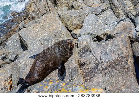 Big Sea Lion On A Rock In Cape Foulwind Westport New Zealand, Amazing Wild Sea Lion, Wildlife Photog