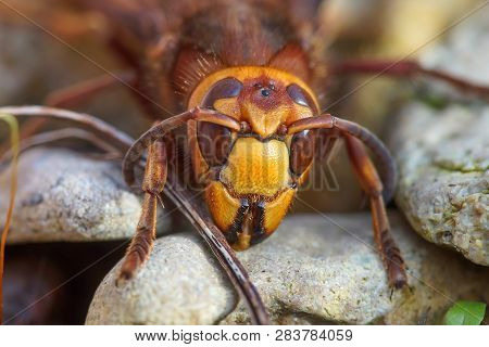 Close Up Of The Head And Jaws Or European Hornet Worker (vespa Crabro). Stones At Background.