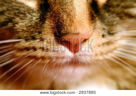 Cara de gatinho